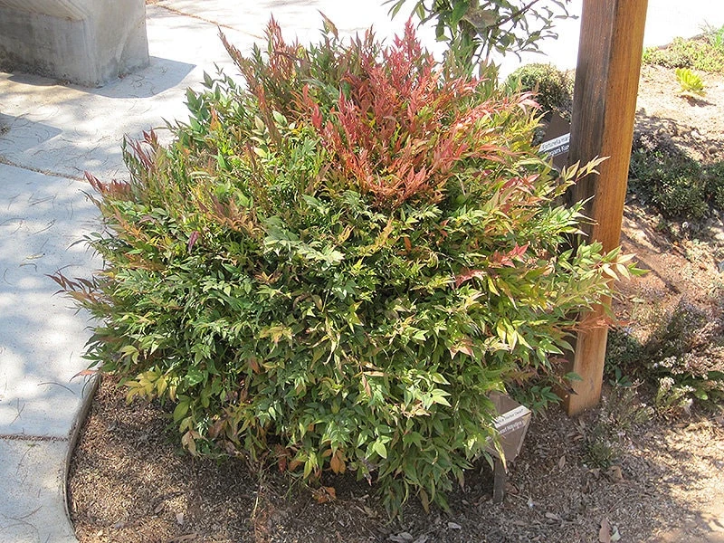 Harbor Dwarf Nandina Live Plant – 6-12" Tall – Quart Pot – Outdoor Shrub - Image 1