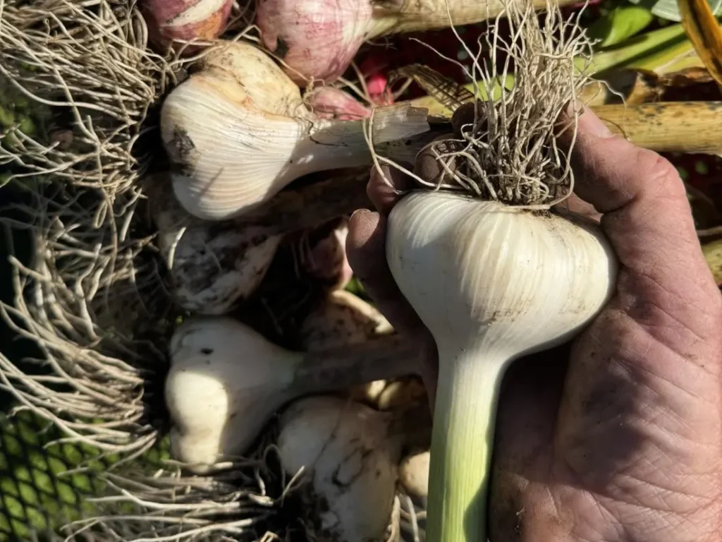 harvesting Music Garlics