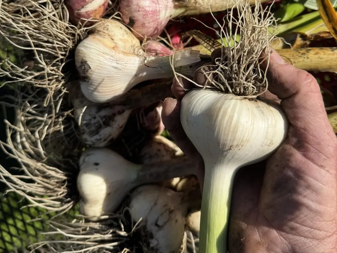 harvesting Music Garlics