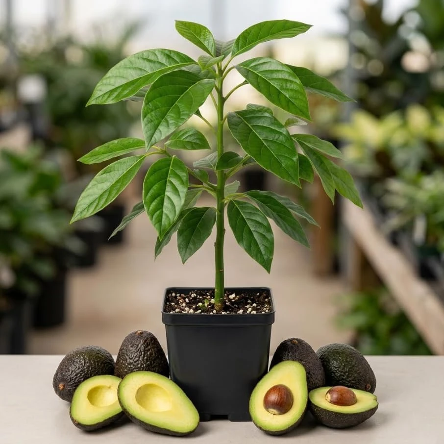 Hass Avocado Tree Live Plant Seedling - 4-8 Inch Tall, 4" Pot, Cold Hardy - Image 1
