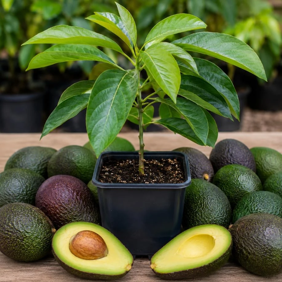 Hass Avocado Tree Seedling Live Plant 4-8 Inch Tall in 4 inch Pot - Image 1