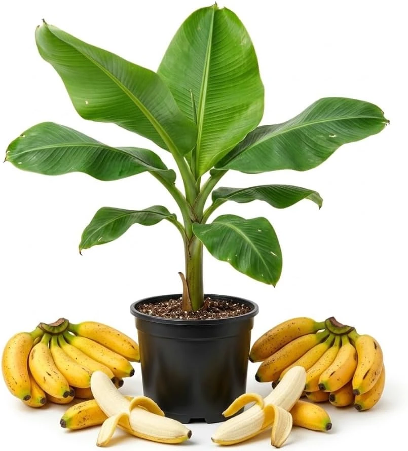 Hawaiian Apple Banana Tree Live Plant - 2-3 Ft Tall in 3 Gal Pot, Sweet Yellow Bananas - Image 1