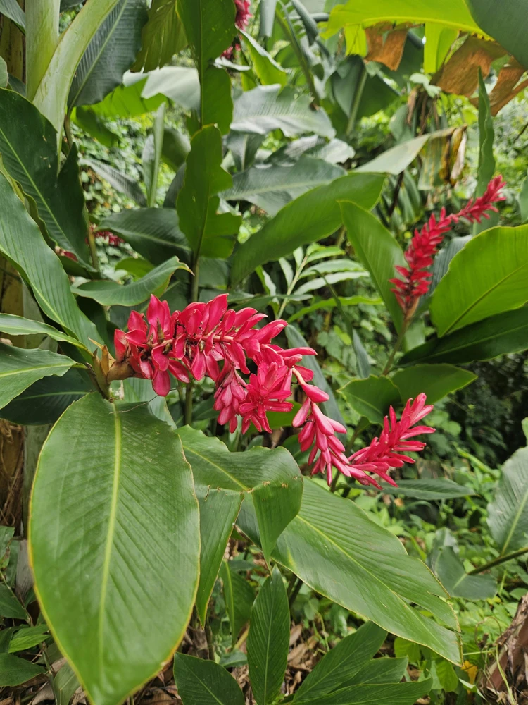 Hawaiian Red Ginger Rhizomes - Alpinia Purpurata Live Plant - 2 Count - Image 1