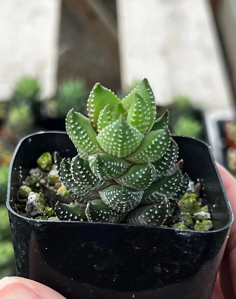 Haworthia Coarctata Live Succulent Plant – Rooted in 2.5'' Pot – Easy Care Indoor - Image 1