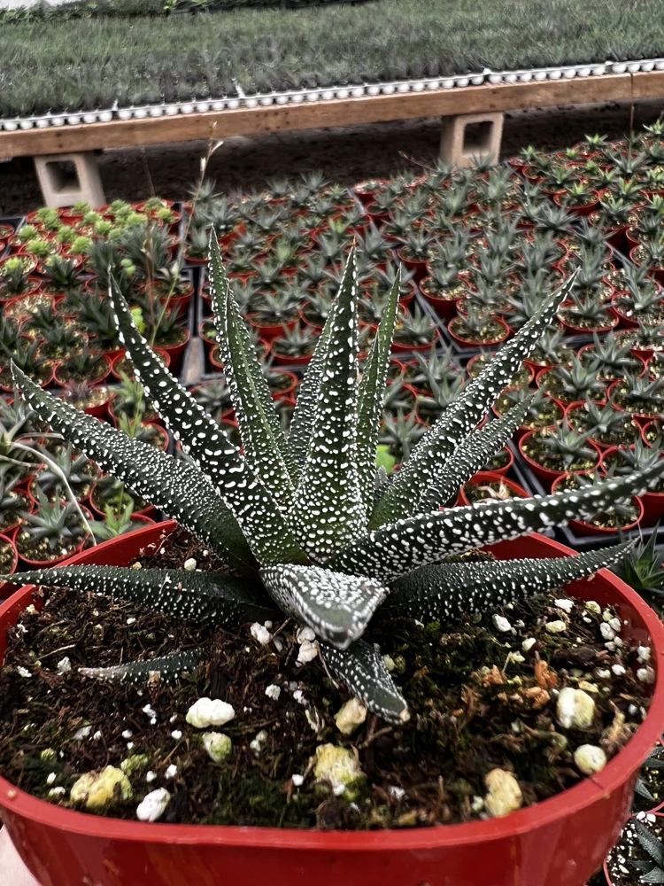 Haworthia Fasciata Cape Town Live Plant - Rare Succulent in 4 Inch Pot - Indoor Low Light - Image 1