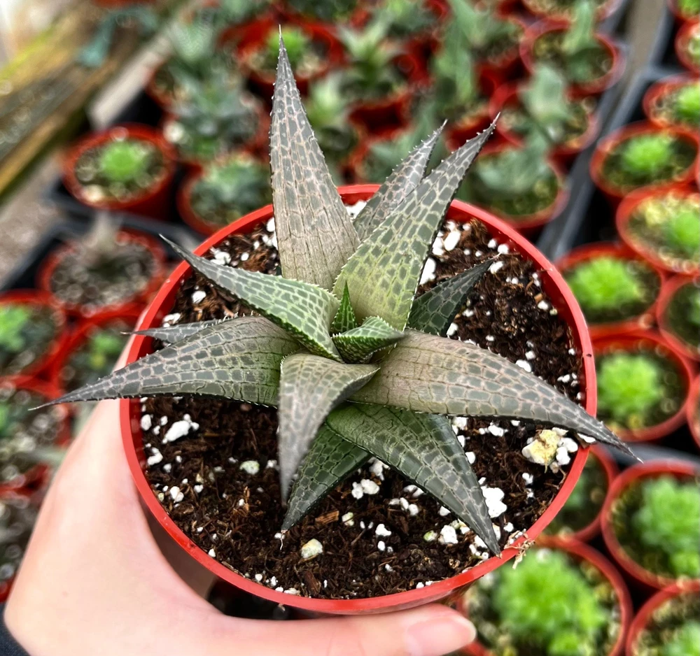 Haworthia Tessellata Live Plant – Rare Succulent – 4'' Pot – Indoor/Outdoor - Image 1