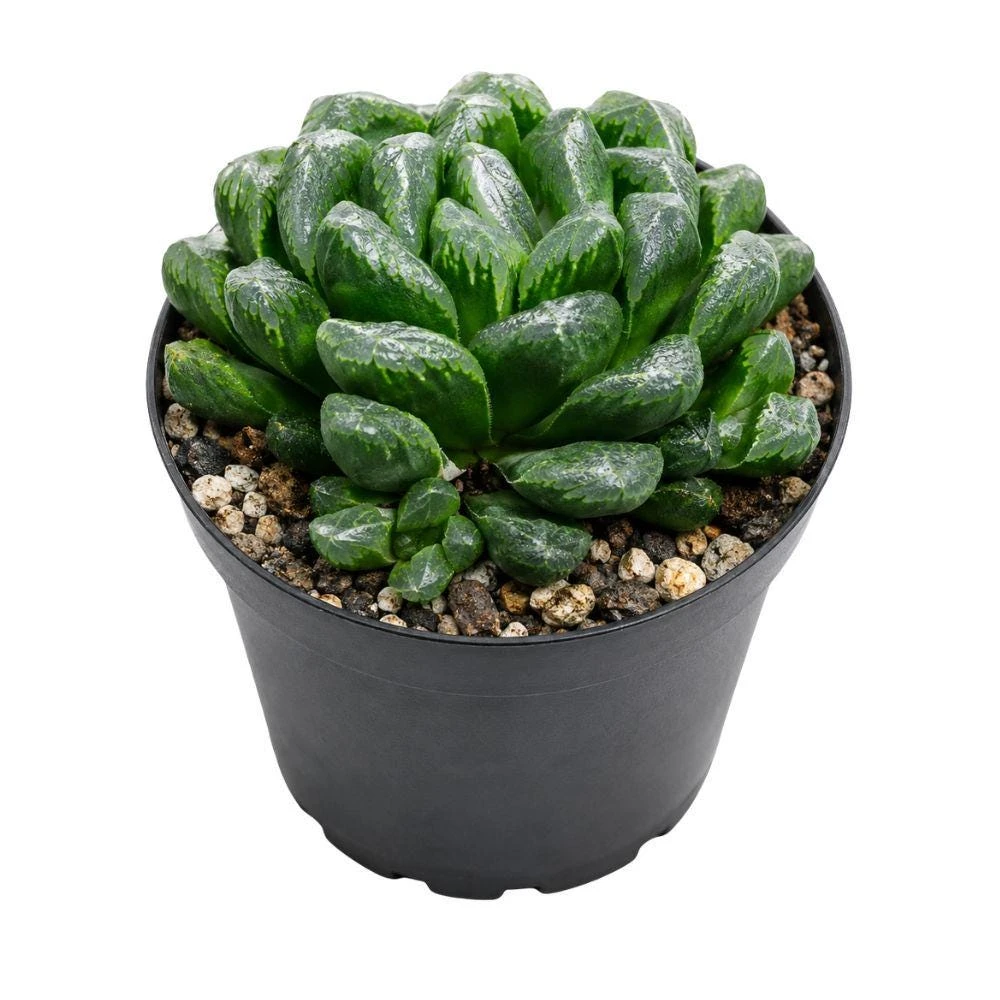 Haworthia Zebra Succulent Live Plant, 4 Inch Pot, Indoor Houseplant - Image 1