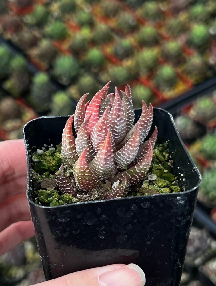 Haworthiopsis Reinwardtii Succulent Live Plant - Eagle's Claw - 2.5'' Pot - Indoor - Image 1