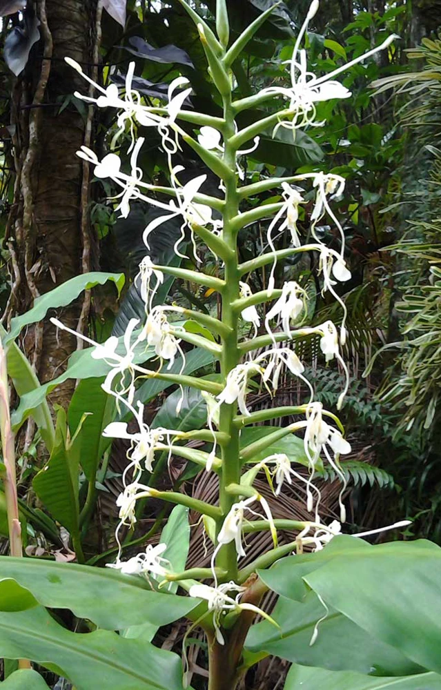 Hedychium stenopetalum Seeds - Slenderpetal Lily, 10 Seeds, Perennial - Image 1