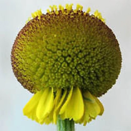 Helenium puberulum Autumn Lollipop Seeds - Perennial Flower Seeds - Image 1