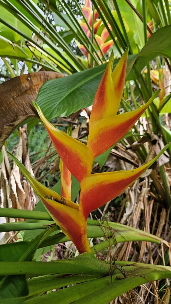 Heliconia Bihai x Caribaea Jacquinii Rhizome - 1 Large Tropical Flower - Image 1