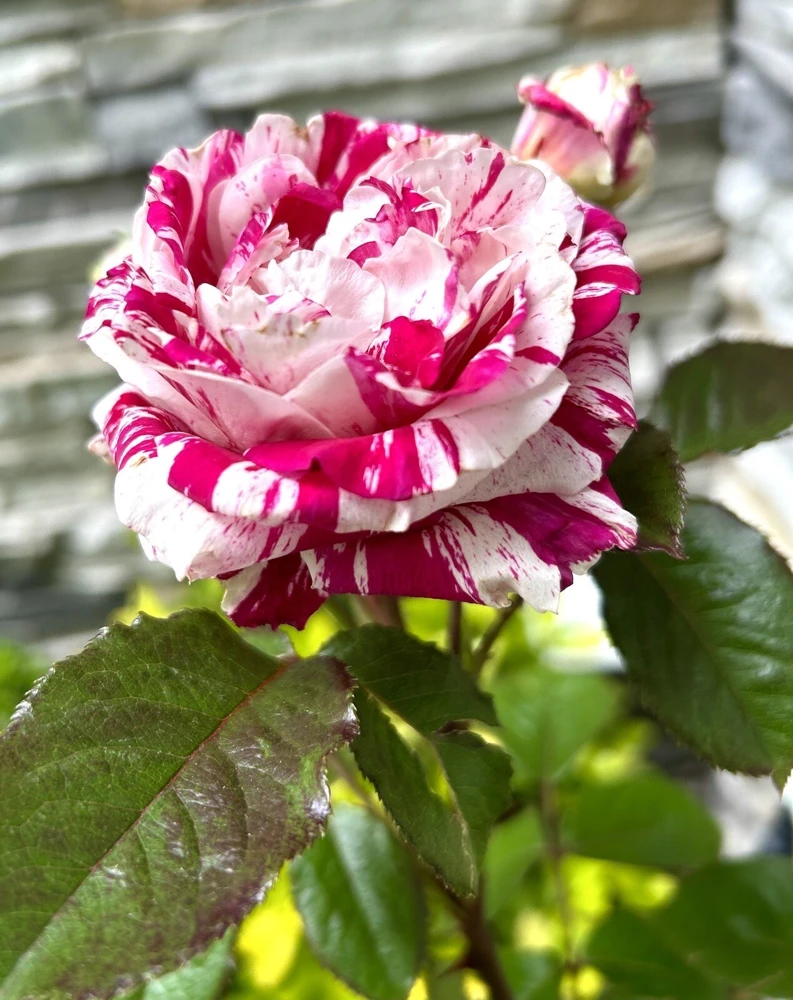 Henri Matisse Rose Cuttings - 5 Pack - Intensely Fragrant Outdoor Flower - Image 1