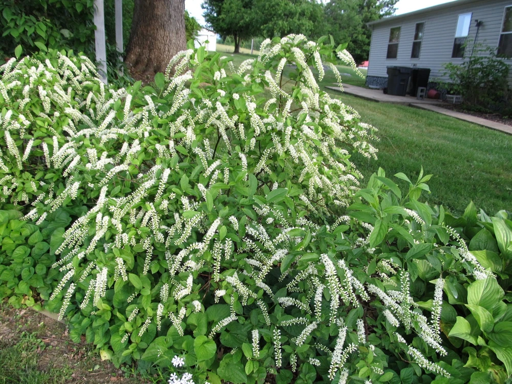 Henry's Garnet Sweetspire Live Plant, 4-inch Pot, 6-12 inch Tall, Outdoor Shrub - Image 1