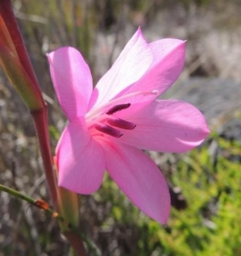 Hesperantha Jacqueline Kaffir Lily Seeds - 10 Count Pack for Outdoor Gardens - Image 1