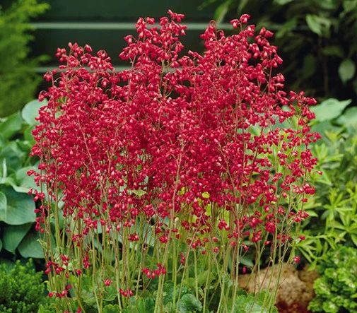 Heuchera Sanguinea Seeds - 10 Coral Bells Seeds - Perennial Flower Seeds Outdoor - Image 1