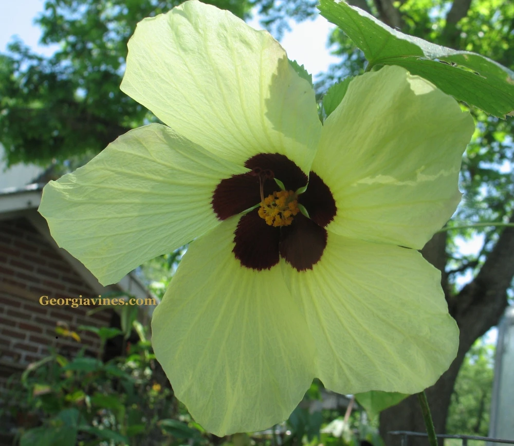 Hibiscus calyphyllus Lemon Yellow Rosemallow Seeds - 10 Seeds Perennial - Image 1