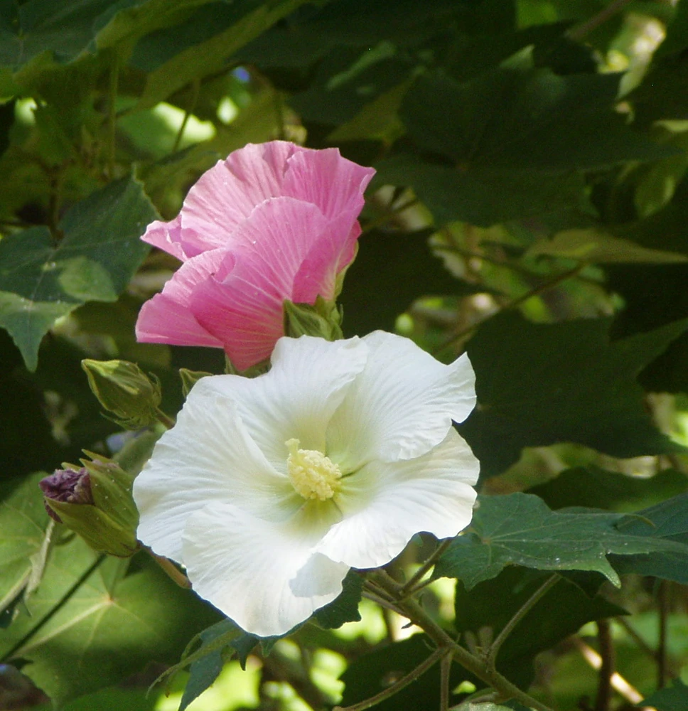 Hibiscus Cotton Rose Seeds - Rare Single Bloom, 25 Seeds - Image 1