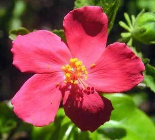 Hibiscus Ferrugineus Seeds - 10 Count Perennial Flower Seeds - Image 1