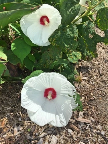 Hibiscus Honeymoon White Eye Seeds - 10 Count Perennial Flower Seeds - Image 1
