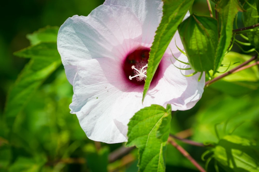 Hibiscus laevis Rose Mallow Seeds - 10 Perennial Seeds for Garden - Image 1