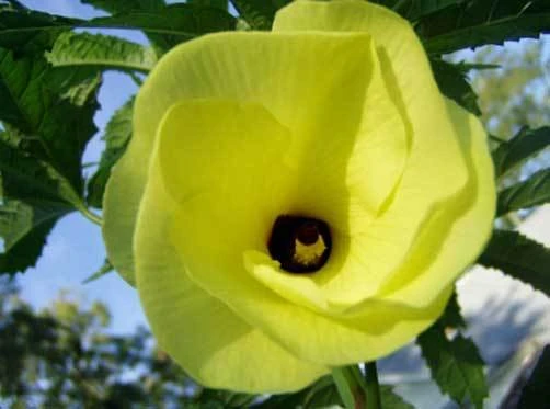 Hibiscus Moscheutos Abelmoschus Seeds – 10 Perennial Flower Seeds – Outdoor - Image 1