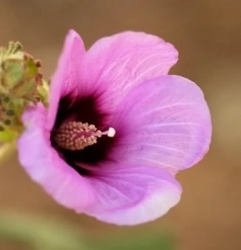 Hibiscus Radyera Farragei Seeds - 8 Count Perennial Plant Seeds - Image 1