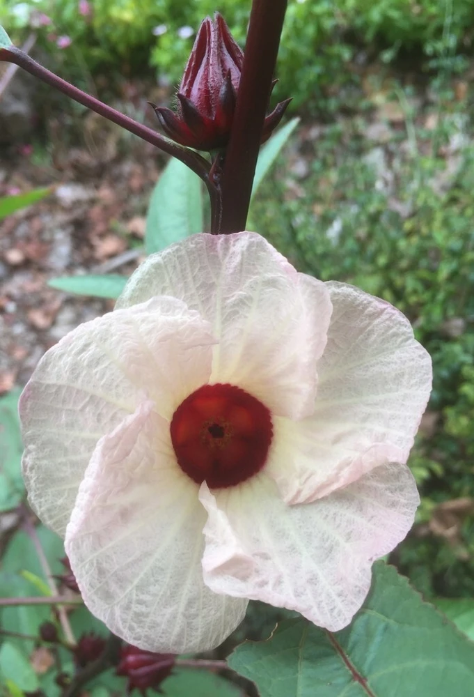Hibiscus sabdariffa Jamaican Red Sorrel Seeds - 10 Seed Pack - Image 1