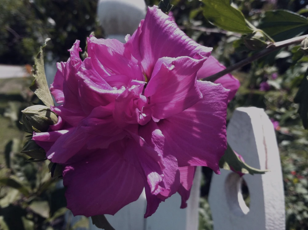 Hibiscus syriacus Ardens Double Purple Live Plant Quart Pot Outdoor - Image 1