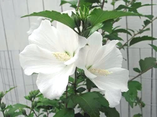Hibiscus syriacus Diana White Flower Seeds - 10 Seeds - Perennial Outdoor - Image 1