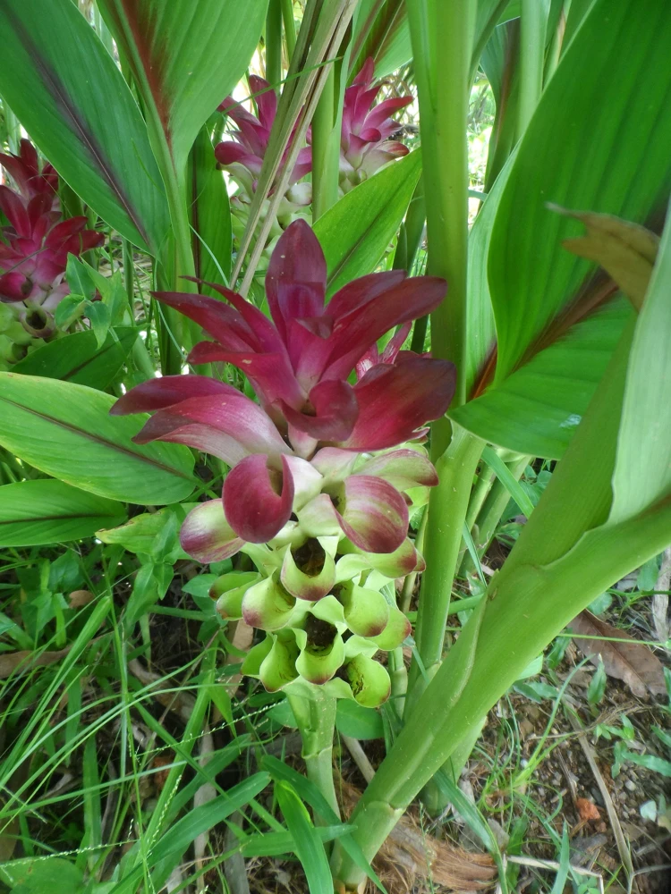 Hidden Pink Ginger Curcuma Rhizomes - 2x Large Live Tropical Plant - Image 1
