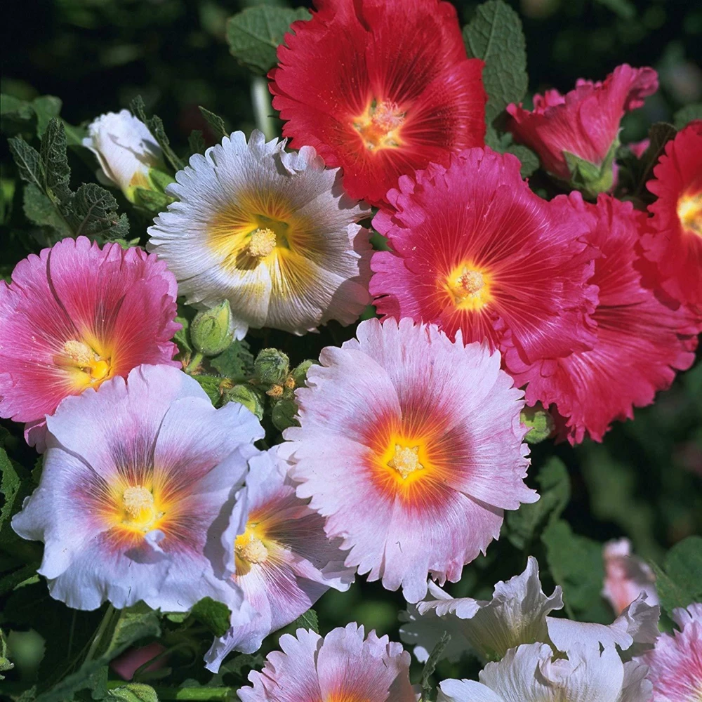 Hollyhock Indian Springs Mix Seeds - 20 Perennial Flower Seeds for Garden - Image 1
