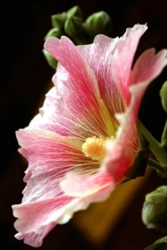 Hollyhock Pink Candy Stripes Seeds - Alcea rosea Perennial Flower Seeds - 10 Seeds - Image 1
