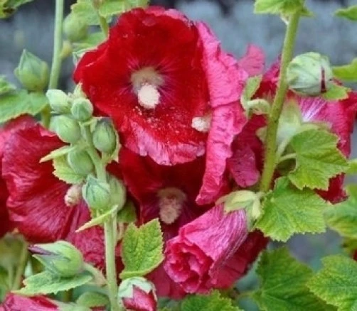 Hollyhock Seeds - Alcea rosea Mars Magic - 8 Seeds Perennial - Image 1