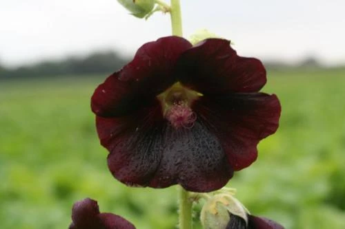 Hollyhock Seeds Mixed - Alcea rosea Perennial Flower Seeds - 25 Seed Pack - Image 1