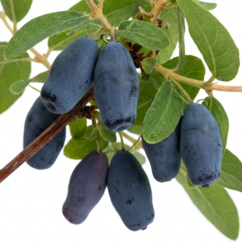 Honeyberry Haskap Live Plant โ 4-8 Inch Edible Berry Shrub โ Cold Hardy Outdoor - Image 2