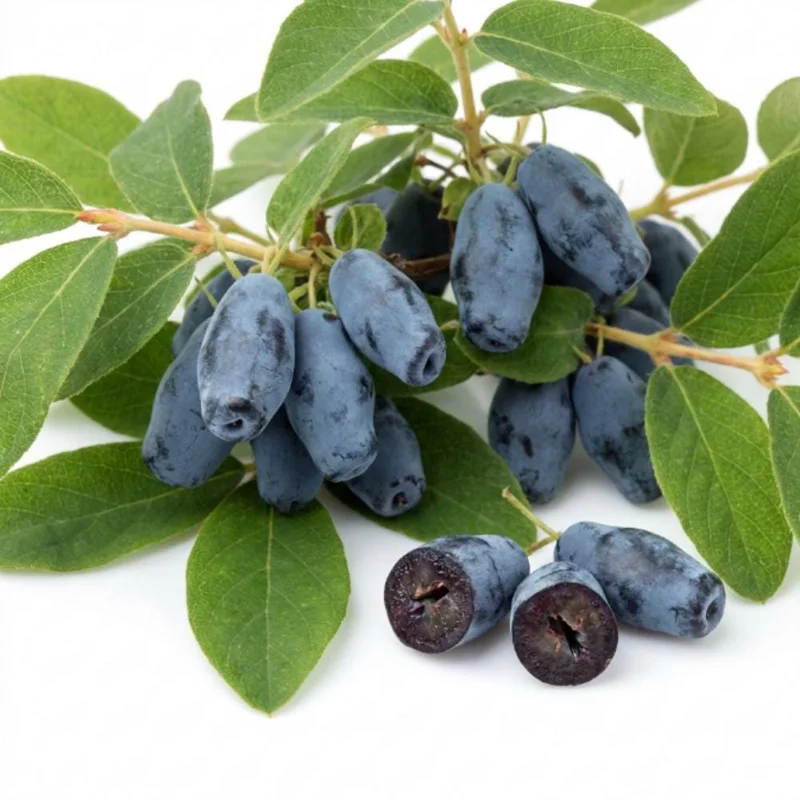 Honeyberry Haskap Live Plant โ 4-8 Inch Edible Berry Shrub โ Cold Hardy Outdoor - Image 3