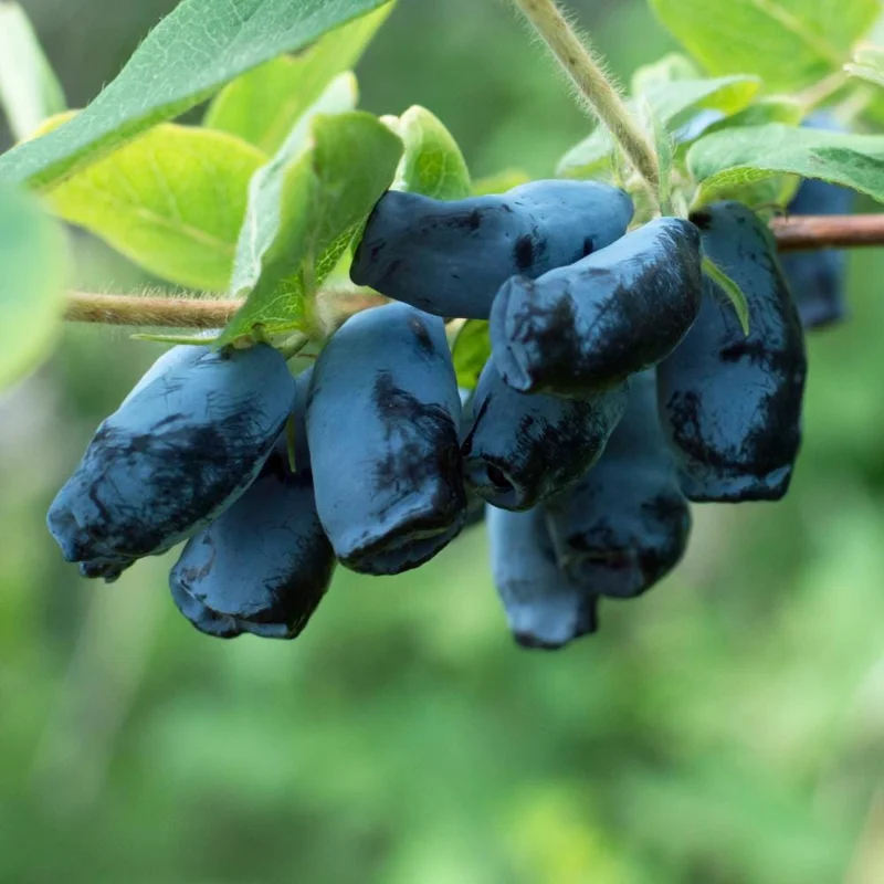 Honeyberry Haskap Live Plant โ 4-8 Inch Edible Berry Shrub โ Cold Hardy Outdoor - Image 4