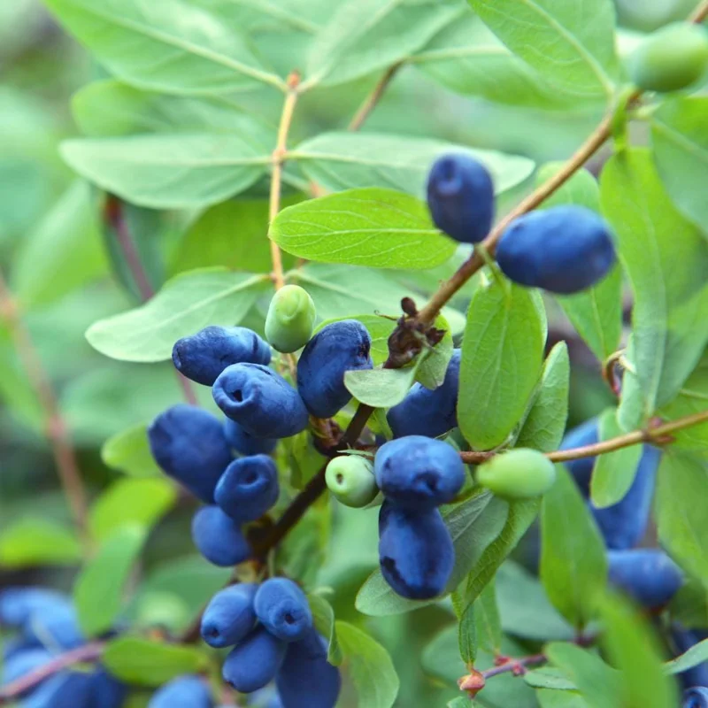 Honeyberry Haskap Live Plant โ 4-8 Inch Edible Berry Shrub โ Cold Hardy Outdoor - Image 5