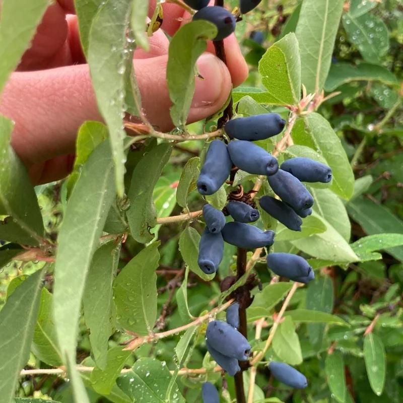 Honeyberry Haskap Live Plant โ 4-8 Inch Edible Berry Shrub โ Cold Hardy Outdoor - Image 6