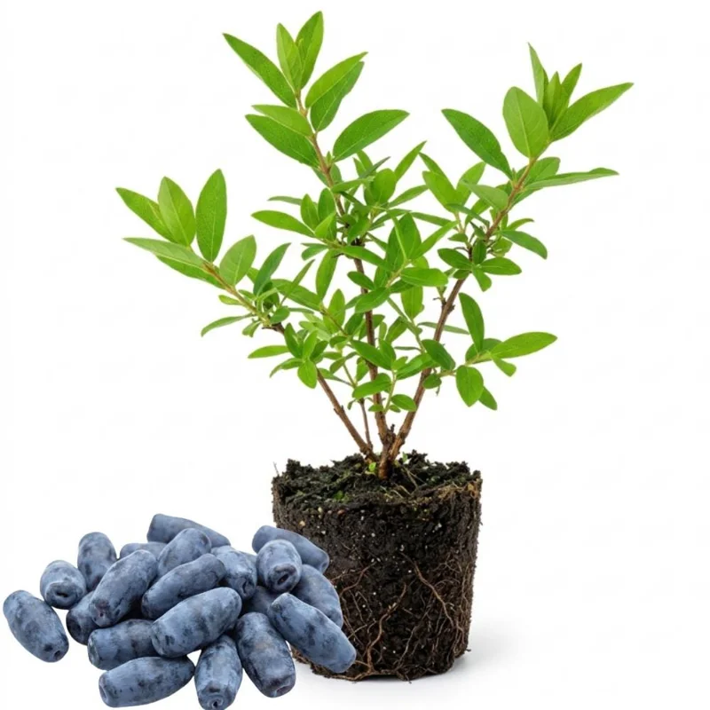 Honeyberry Haskap Live Plant – 4-8 Inch Edible Berry Shrub – Cold Hardy Outdoor - Image 1
