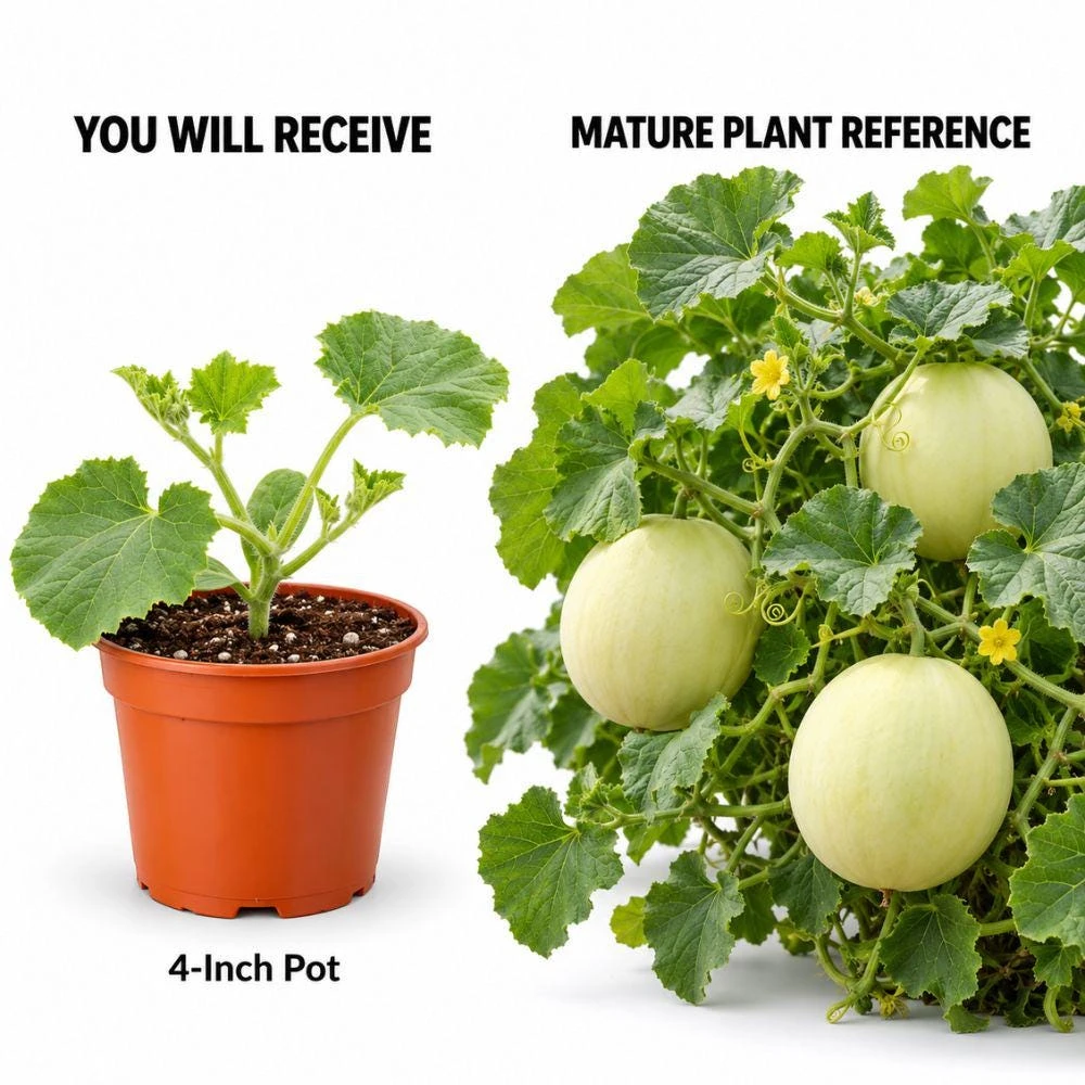 Honeydew Melon Live Plants, 2 Plants Per Pot, Sweet Melon Starter Plants, Fruit Garden Plant, Vegetable Garden Seedling - Image 2