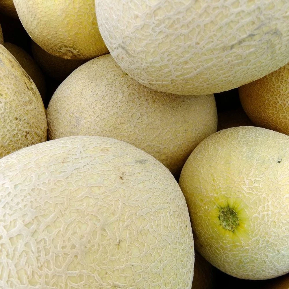 Honeydew Melon Live Plants, 2 Plants Per Pot, Sweet Melon Starter Plants, Fruit Garden Plant, Vegetable Garden Seedling - Image 3
