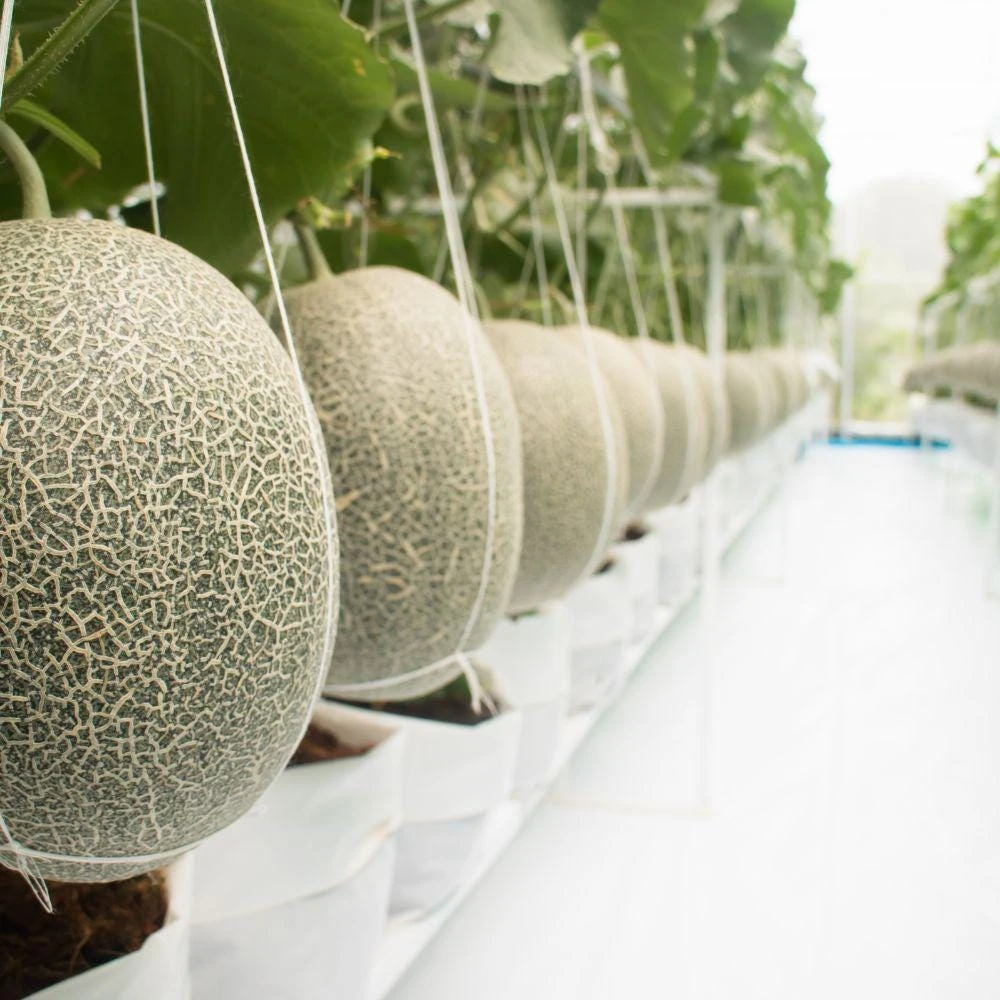 Honeydew Melon Live Plants, 2 Plants Per Pot, Sweet Melon Starter Plants, Fruit Garden Plant, Vegetable Garden Seedling - Image 6
