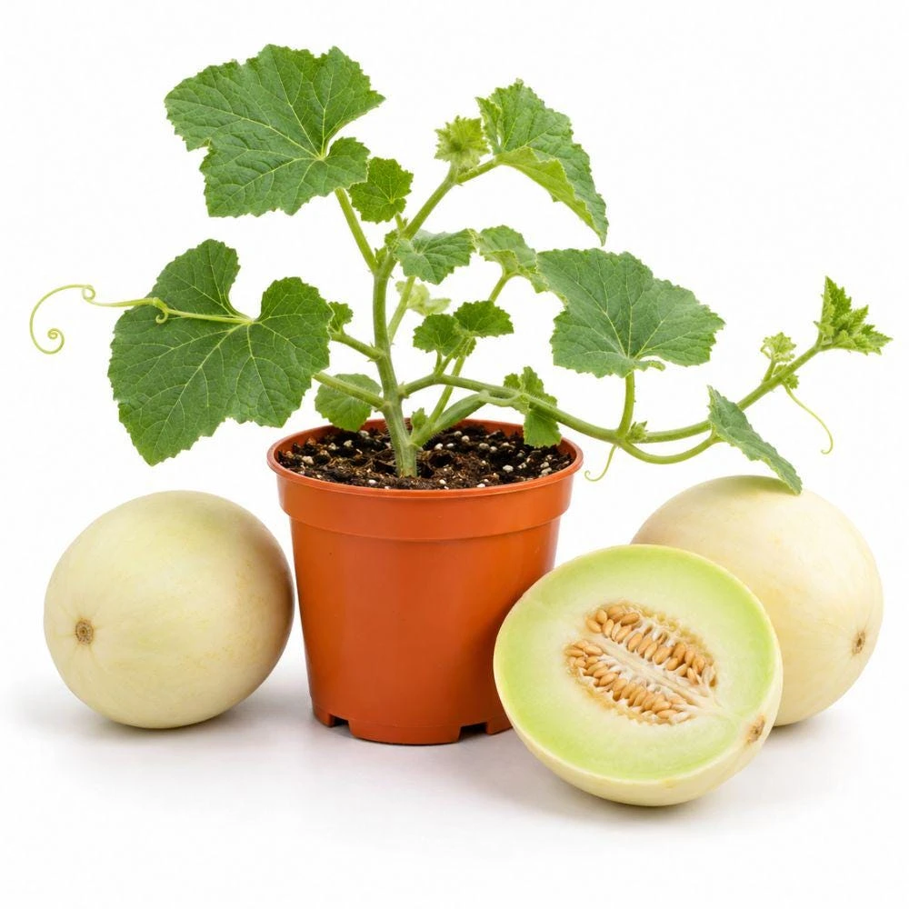 Honeydew Melon Live Plants, 2 Plants Per Pot, Sweet Melon Starter Plants, Fruit Garden Plant, Vegetable Garden Seedling - Image 1
