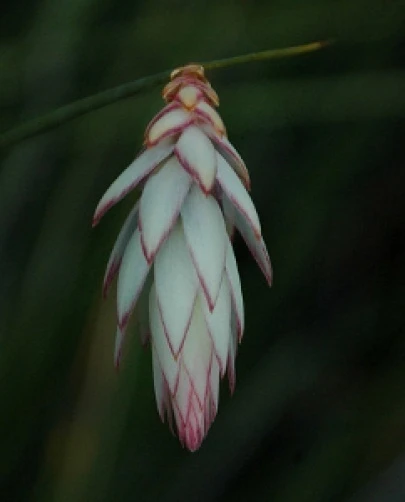 Hooded Lily Seeds – Johnsonia lupulina – 10 Seeds – Perennial - Image 1
