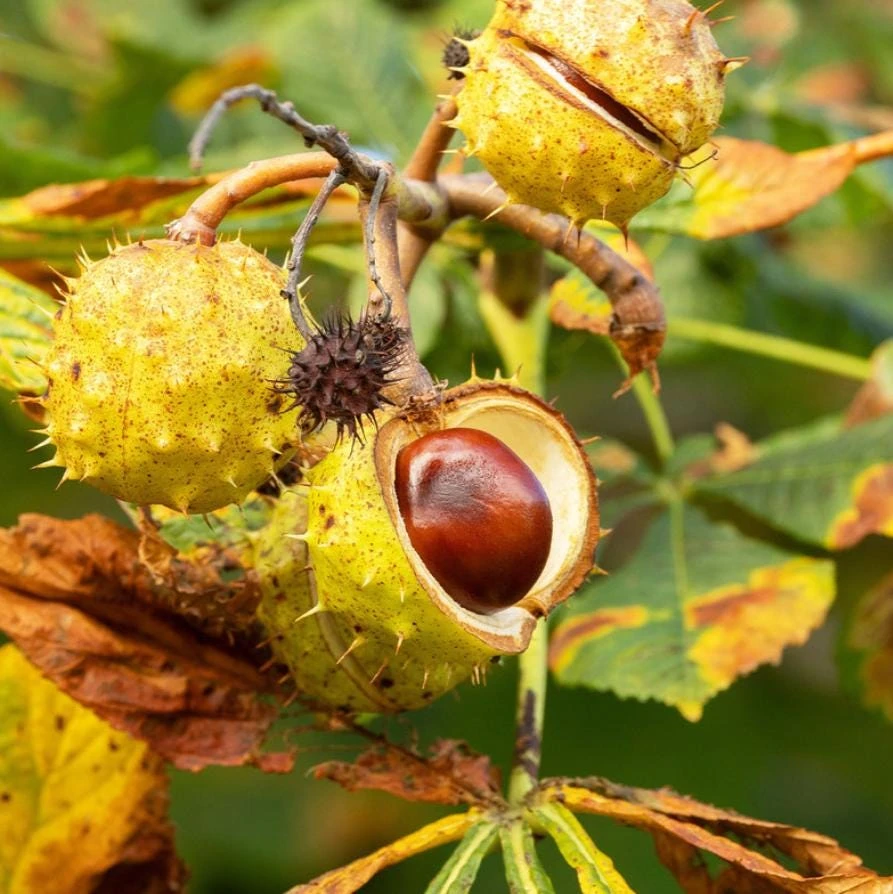 Horse Chestnut Live Tree Plant – Large 6" Pot – Ornamental Deciduous Shade Tree - Image 1