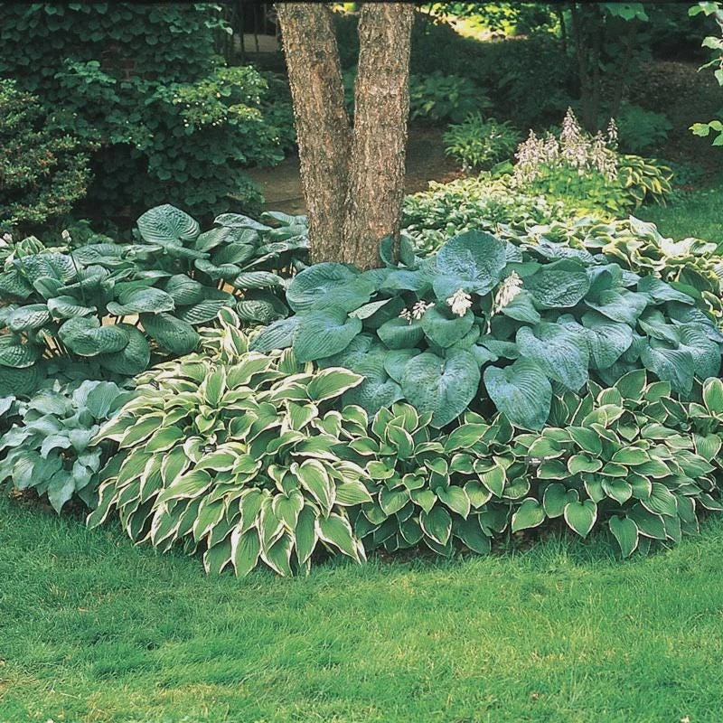 Hosta Mix Live Plant - 3 Pots, 4" Container, Shade Perennial - Image 2