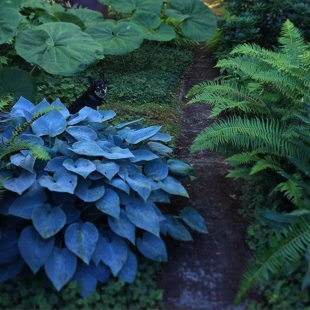 Hosta Mix Live Plant - 3 Pots, 4" Container, Shade Perennial - Image 4