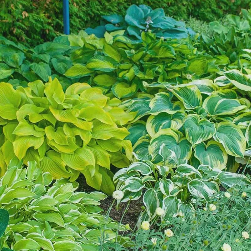Hosta Mix Live Plant - 3 Pots, 4" Container, Shade Perennial - Image 1