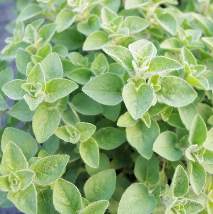 Hot & Spicy Oregano Live Plant – 4" Tall Starter, Aromatic Culinary Herb - Image 1